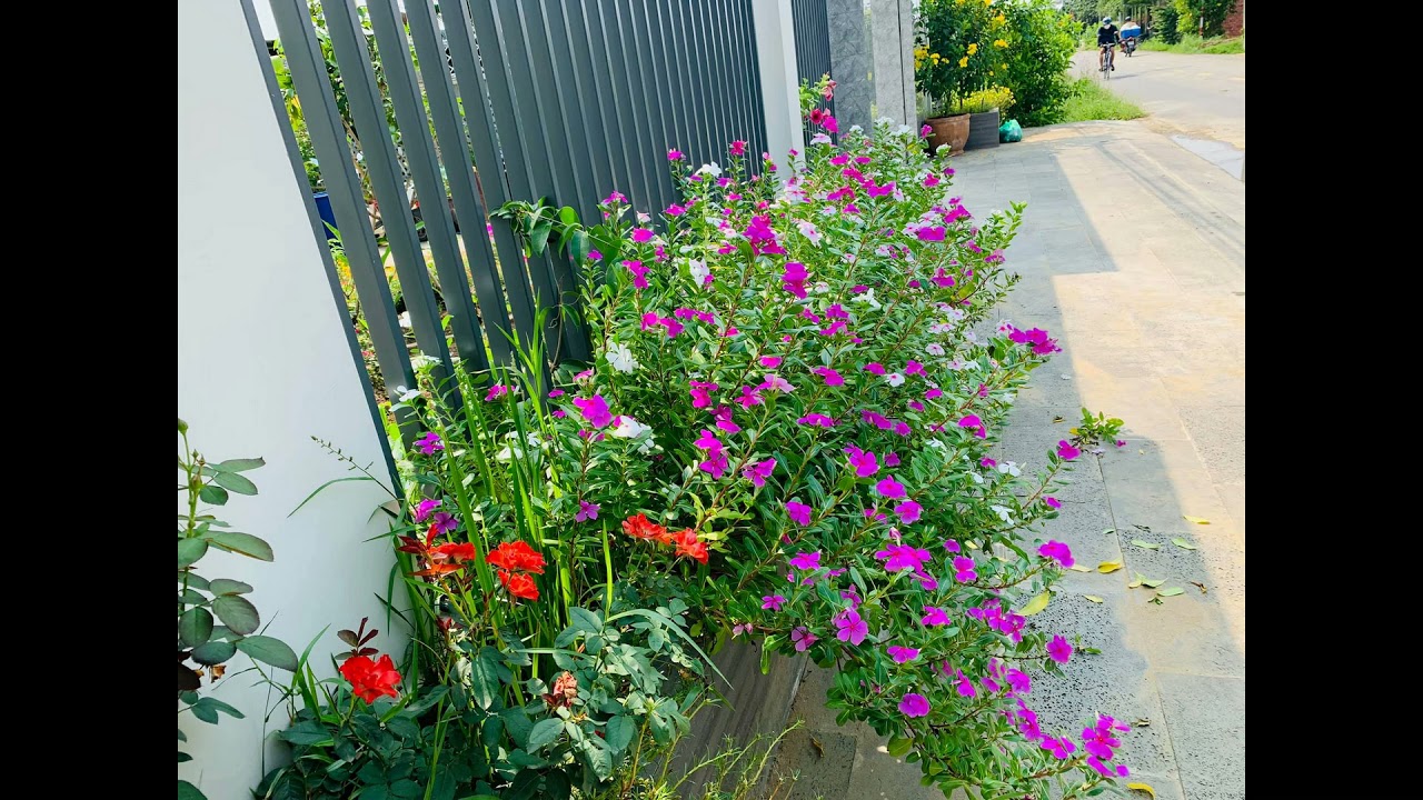 Nhà vườn vùng quê bình yên khiến bao người ao ước về già chỉ cần thế thôi