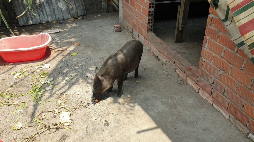 Wild boars eat snails when raised in Vietnam ! Heo rừng ăn ốc