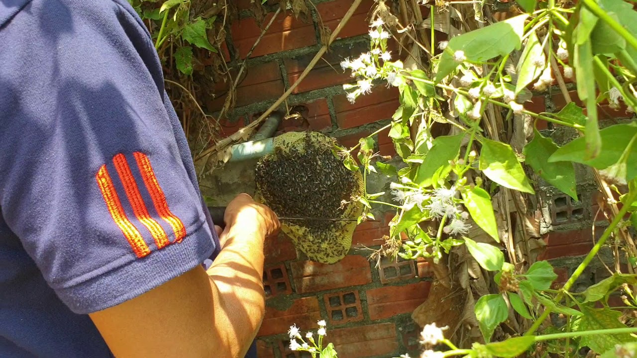 Thanh niên vào rừng bắt mật ong  bằng thuốc lá và cái kết